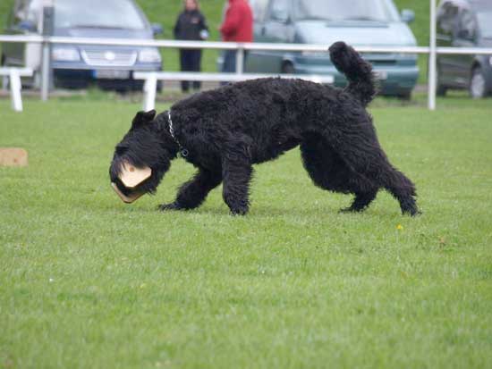 Bouvier ATARA AMY v CAYA'S HOME
